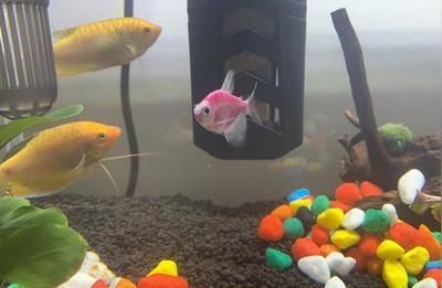 龍魚入缸三天還不開口吃食：龍魚入缸后三天還不開口吃食可能由多種因素引起
