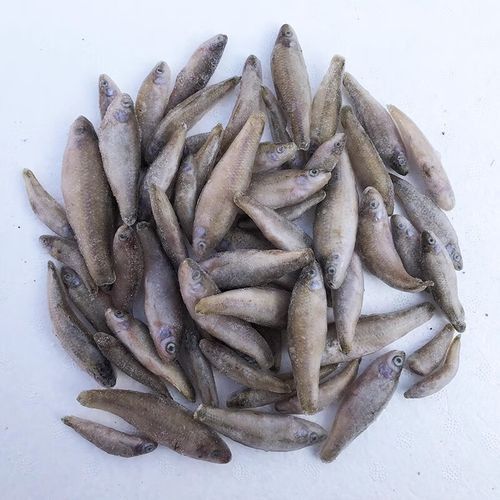 紅龍魚(yú)主食喂什么最好看 龍魚(yú)百科 第1張 紅龍魚(yú)主食喂什么最好看 紅龍魚(yú)主食喂什么最好看 龍魚(yú)百科 第1張