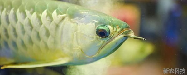 龍魚能吃海蝦嗎：龍魚可以吃海蝦，但需要注意適量和頻率 龍魚能吃海蝦嗎：龍魚可以吃海蝦，但需要注意適量和頻率 龍魚百科 第3張