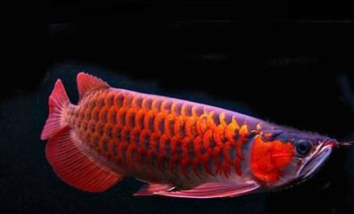 龍魚能吃海蝦嗎：龍魚可以吃海蝦，但需要注意適量和頻率 龍魚能吃海蝦嗎：龍魚可以吃海蝦，但需要注意適量和頻率 龍魚百科 第5張