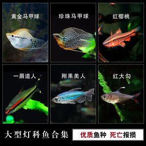 最大紅龍魚有多大:世界上最大的紅龍魚有多重?探索這一珍稀魚類的驚人尺寸 龍魚百科 第2張 最大紅龍魚有多大:世界上最大的紅龍魚有多重?探索這一珍稀魚類的驚人尺寸 最大紅龍魚有多大:世界上最大的紅龍魚有多重?探索這一珍稀魚類的驚人尺寸 龍魚百科 第2張