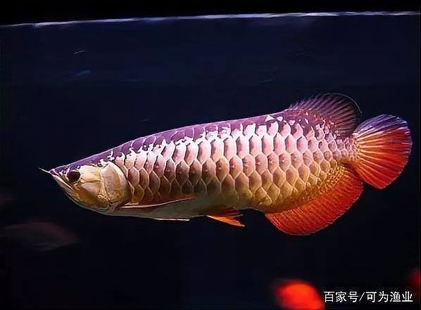 金龍魚有多少個品種 金龍魚有多少個品種 龍魚百科 第20張