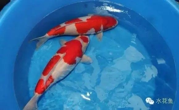 龍魚麻藥放多了會死嗎