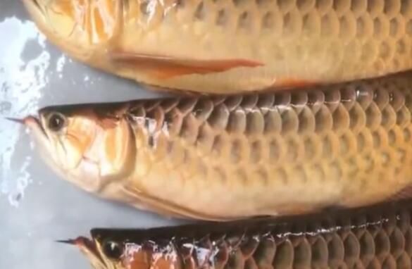 金龍魚(yú)變色的前兆有哪些 金龍魚(yú)變色的前兆有哪些 龍魚(yú)百科 第1張
