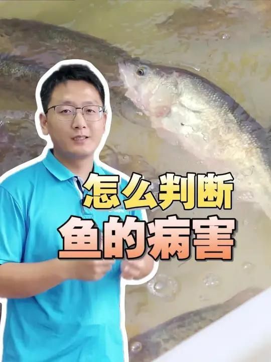 如何判斷魚是否細(xì)菌感染？