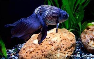 龍魚夜里關燈嗎：龍魚在夜里是否需要關燈，取決于龍魚的成熟程度和個人經驗