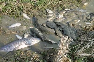 龍魚喂飼料魚(如何正確喂養龍魚飼料魚) 龍魚百科 第4張 龍魚喂飼料魚(如何正確喂養龍魚飼料魚) 龍魚喂飼料魚(如何正確喂養龍魚飼料魚) 龍魚百科 第4張
