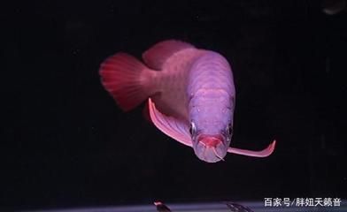 龍魚的飼養溫度要求：龍魚水溫多少合適 龍魚的飼養溫度要求：龍魚水溫多少合適 龍魚百科 第2張