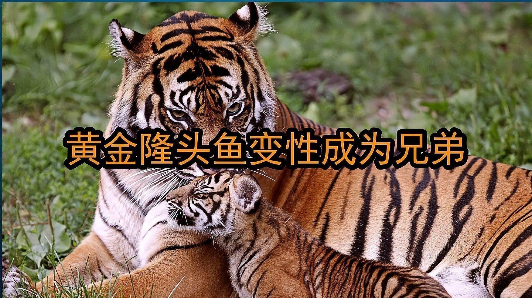 黃金龍魚可以吃嗎怎么喂