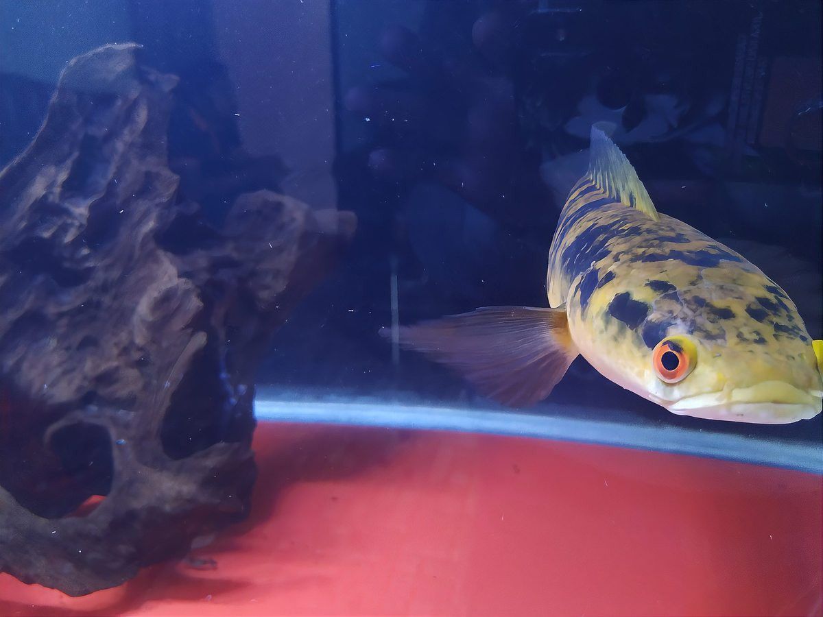 恐龍魚能活多久的壽命