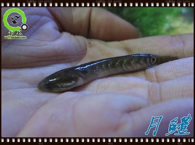 雷龍魚得了白點（如何判斷雷龍魚白點病的嚴重程度）