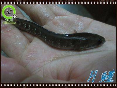 雷龍魚得了白點（如何判斷雷龍魚白點病的嚴(yán)重程度）