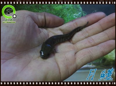 雷龍魚得了白點（如何判斷雷龍魚白點病的嚴(yán)重程度）