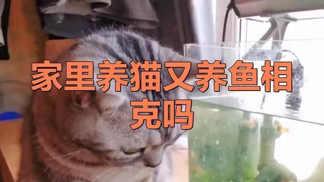 如何選擇適合與貓共處的魚類？ 如何選擇適合與貓共處的魚類？ 龍魚百科 第1張