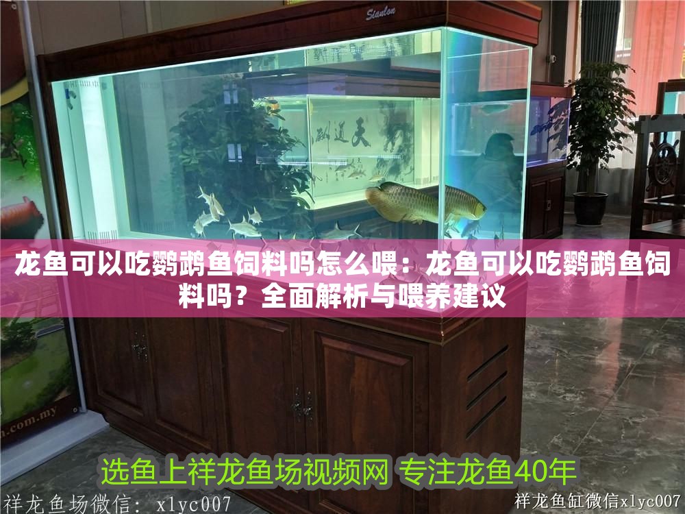 龍魚可以吃鸚鵡魚飼料嗎怎么喂：龍魚可以吃鸚鵡魚飼料嗎？全面解析與喂養建議