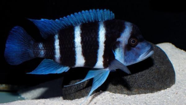 薩伊藍魚與龍魚混養案例分析：薩伊藍魚與龍魚可以混養嗎？