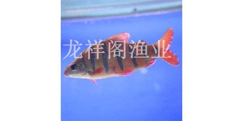 金龍魚寵物魚價格：普通金龍魚價格大概1000元一條金龍魚一般多少錢一條