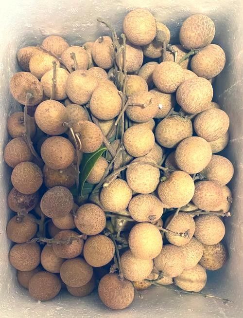 龍眼起白后還能吃嗎？
