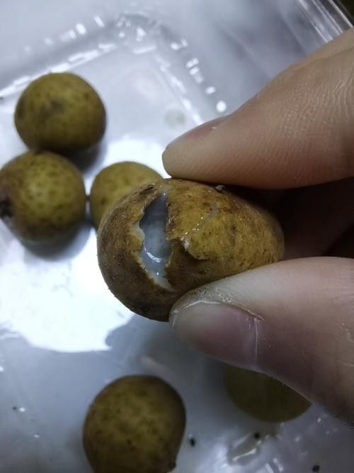 龍眼起白后還能吃嗎？