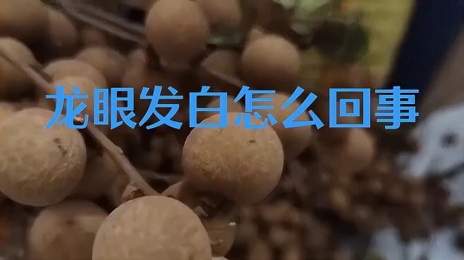 龍眼起白后還能吃嗎？