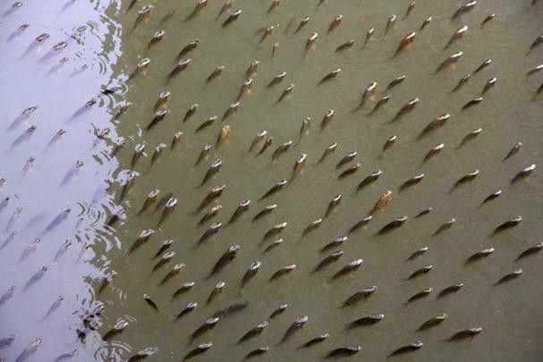 金龍魚浮頭游姿不穩