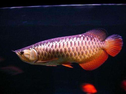 龍魚缸換水注意什么：龍魚缸換水時需要注意的幾個方面