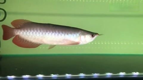 龍魚翹嘴還是平嘴好養(yǎng)一點(diǎn)：翹嘴龍魚養(yǎng)殖技術(shù)要點(diǎn),平嘴龍魚養(yǎng)護(hù)難點(diǎn)解析