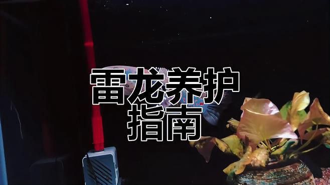 推薦一些適合新手飼養的龍魚品種