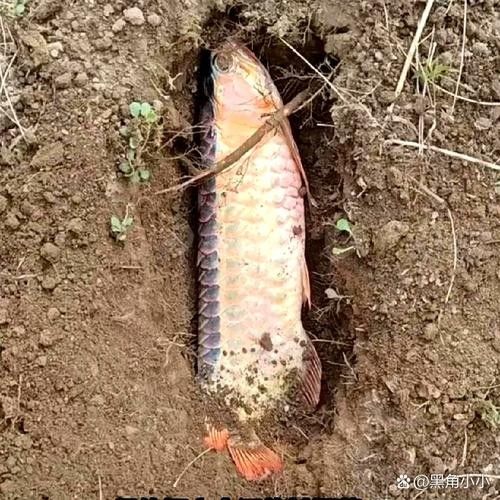 龍魚趴缸底怎么回事兒圖片