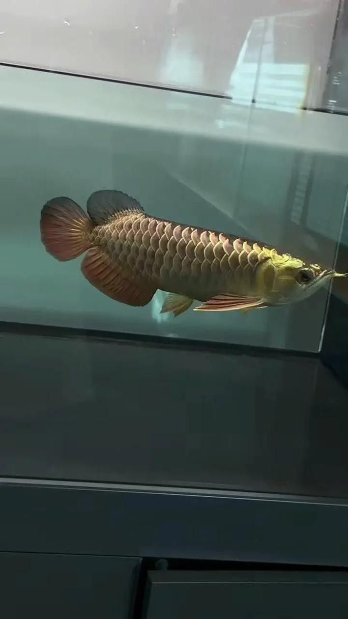龍魚趴缸底怎么回事兒圖片