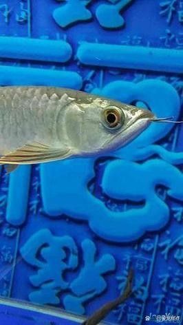 龍魚趴缸底怎么回事兒圖片