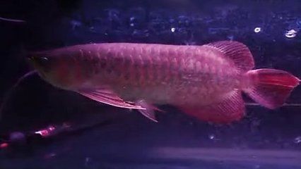 粗線咬龍魚怎么辦：如何處理粗線咬龍魚 粗線咬龍魚怎么辦：如何處理粗線咬龍魚 龍魚百科 第3張