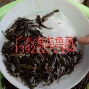 龍魚用啥燈光好：龍魚燈光選擇合適的燈光對于養殖龍魚至關重要的指標
