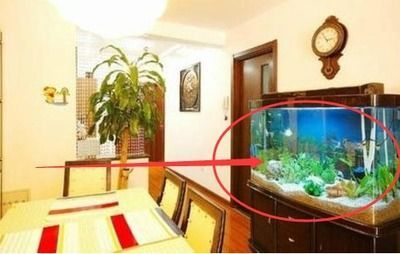 住樓魚缸的位置怎么擺放（如何選擇適合家居的魚缸魚缸日常維護(hù)的正確方法）