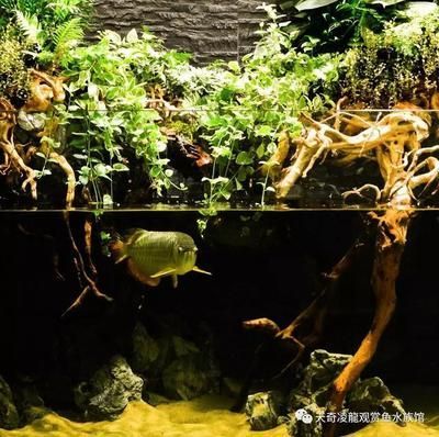龍魚缸 造景：龍魚缸造景不僅是美化魚缸，更是為了營造一個適合龍魚生活的環(huán)境