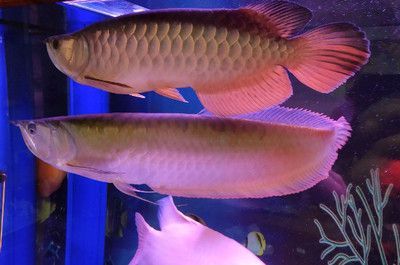 龍魚什么品種最貴最好：世界上貴的金龍魚有哪些品種繁多 龍魚什么品種最貴最好：世界上貴的金龍魚有哪些品種繁多 龍魚百科 第3張