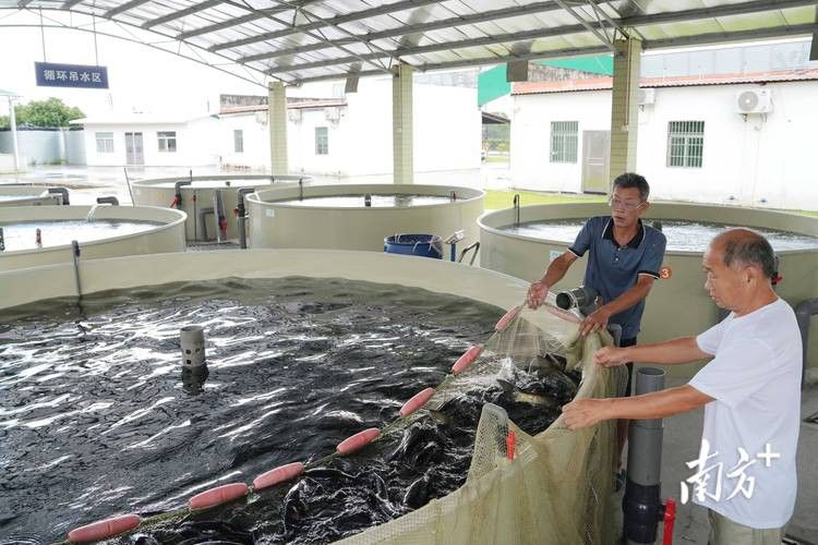 山東龍魚價格最新行情圖片