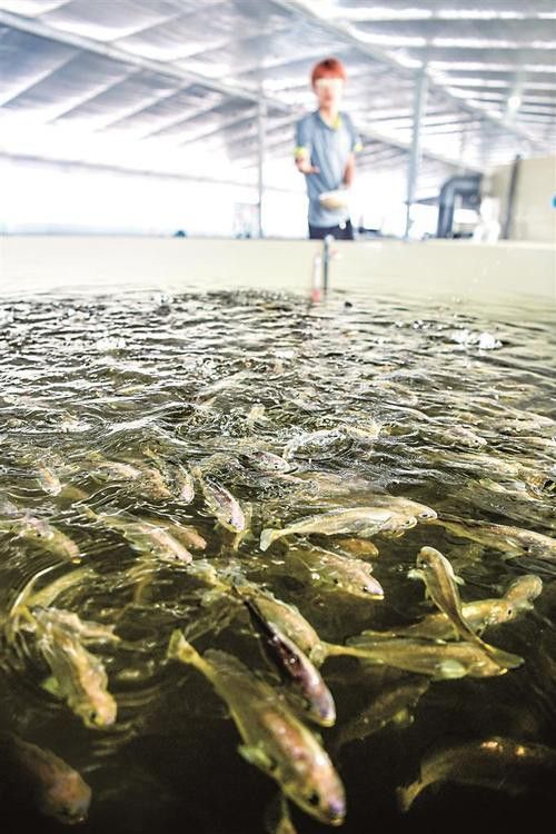 山東龍魚價格最新行情圖片