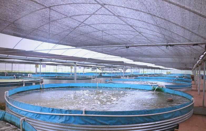 山東龍魚價格最新行情圖片