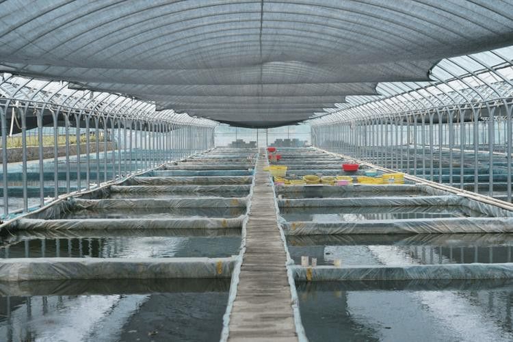 山東龍魚價格最新行情圖片