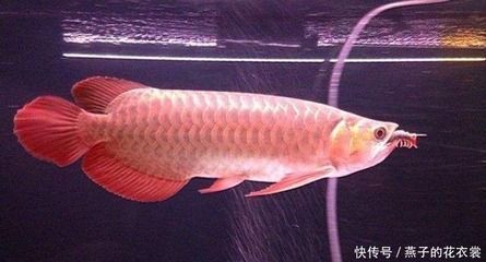 龍魚什么時候開始發色(龍魚發色時間因品種和個體差異而異但通常在體長達25公分左右時開始) 龍魚百科 第1張 龍魚什么時候開始發色(龍魚發色時間因品種和個體差異而異但通常在體長達25公分左右時開始) 龍魚什么時候開始發色(龍魚發色時間因品種和個體差異而異但通常在體長達25公分左右時開始) 龍魚百科 第1張