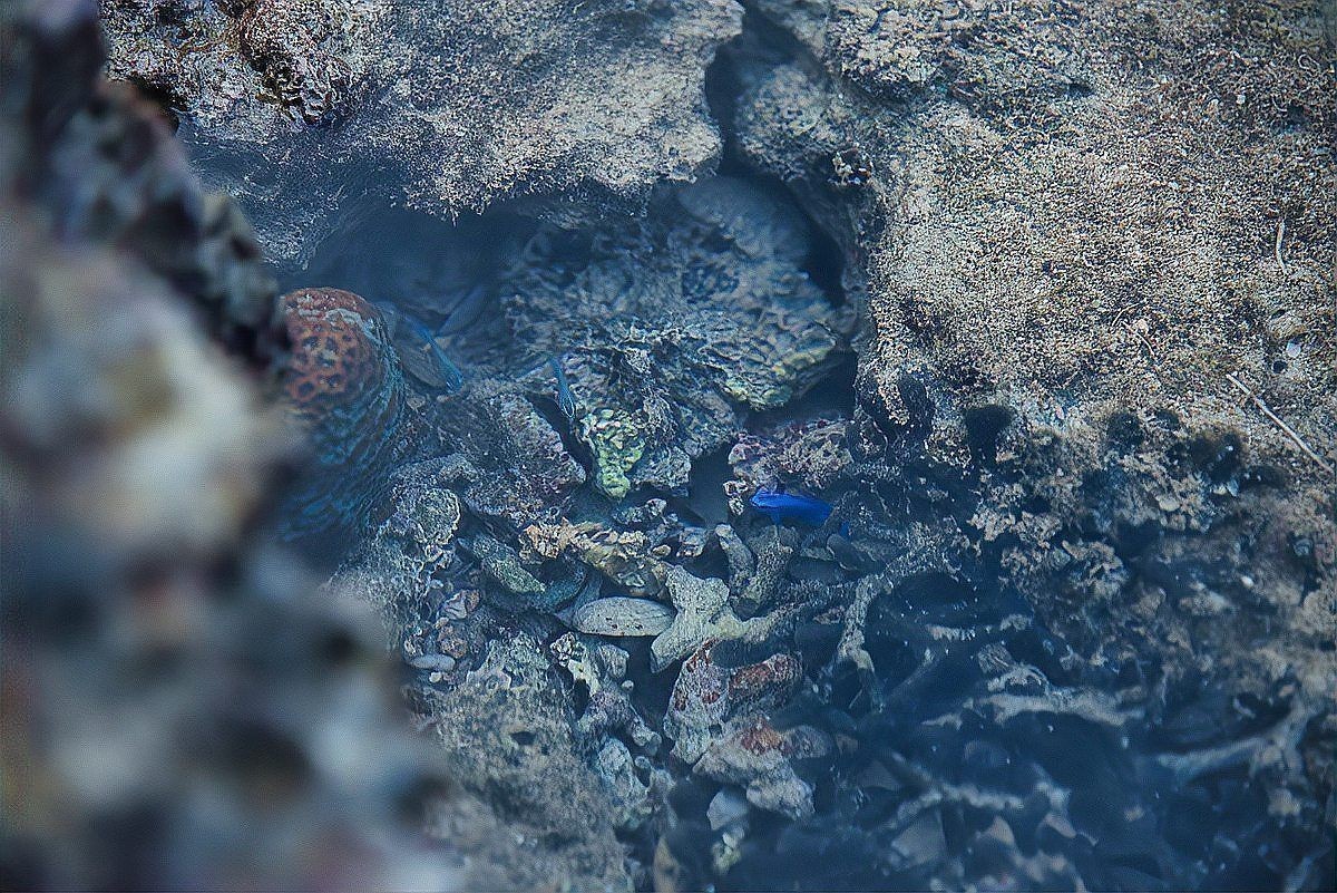 美人魚胸口被咬