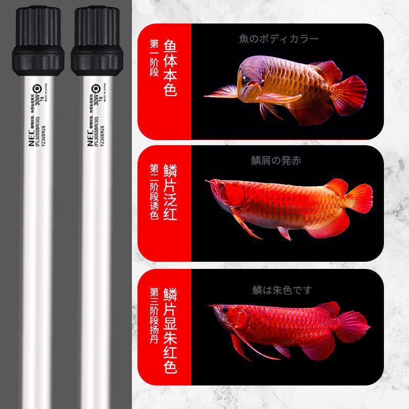 金龍魚用燈管和led哪個好