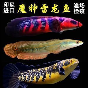 七彩海象和雷龍魚哪個好（七彩海象和雷龍魚哪個更好）