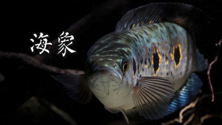 七彩海象和雷龍魚哪個好（七彩海象和雷龍魚哪個更好）