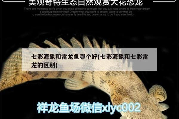 七彩海象和雷龍魚哪個好（七彩海象和雷龍魚哪個更好）