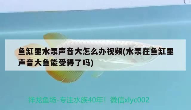 金龍魚和紅龍魚養在一起會打架嗎視頻：紅龍和金龍魚可以放一起混養嗎 金龍魚和紅龍魚養在一起會打架嗎視頻：紅龍和金龍魚可以放一起混養嗎 龍魚百科 第2張