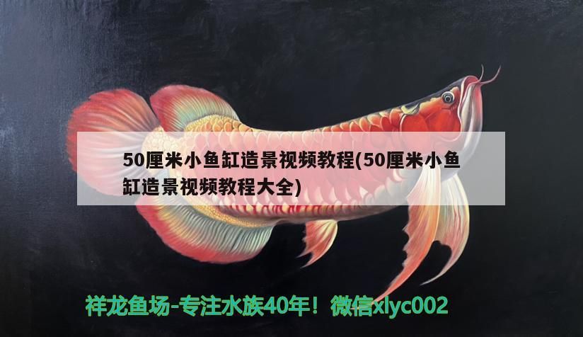金龍魚和紅龍魚養在一起會打架嗎視頻：紅龍和金龍魚可以放一起混養嗎 金龍魚和紅龍魚養在一起會打架嗎視頻：紅龍和金龍魚可以放一起混養嗎 龍魚百科 第3張