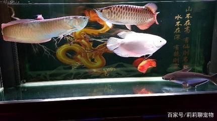 龍魚和虎魚混養有什么講究嘛：龍魚和虎魚混養需要注意什么？