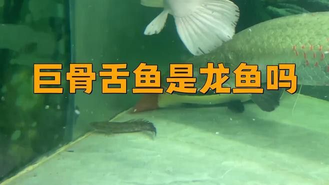 巨骨舌魚和龍魚的區別在哪里呢 巨骨舌魚和龍魚的區別在哪里呢 龍魚百科 第1張